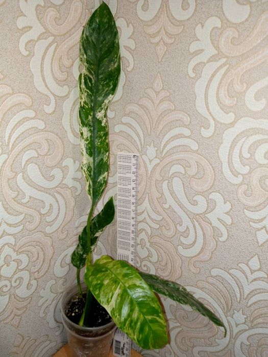 Raphidophora puberula
