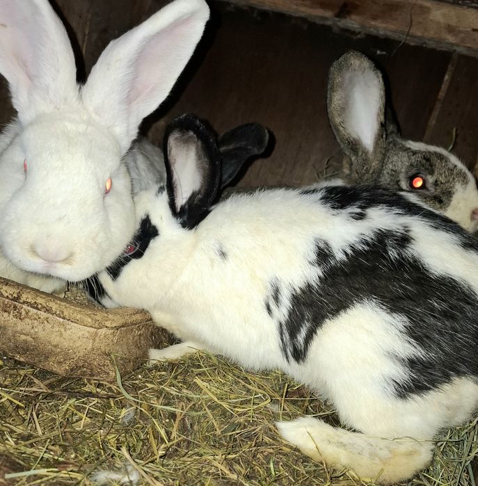 Sprzedam króliki do dalszej hodowli