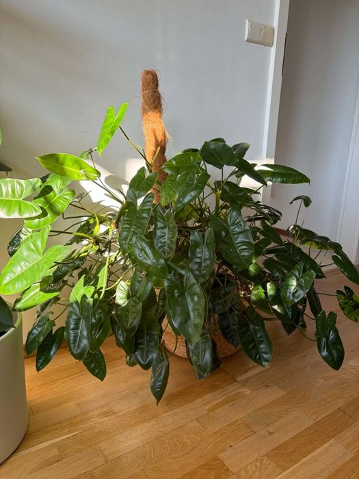 Philodendron Burle Marx Variegata