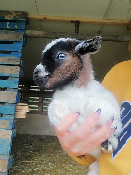 cabrinhas micro anãs