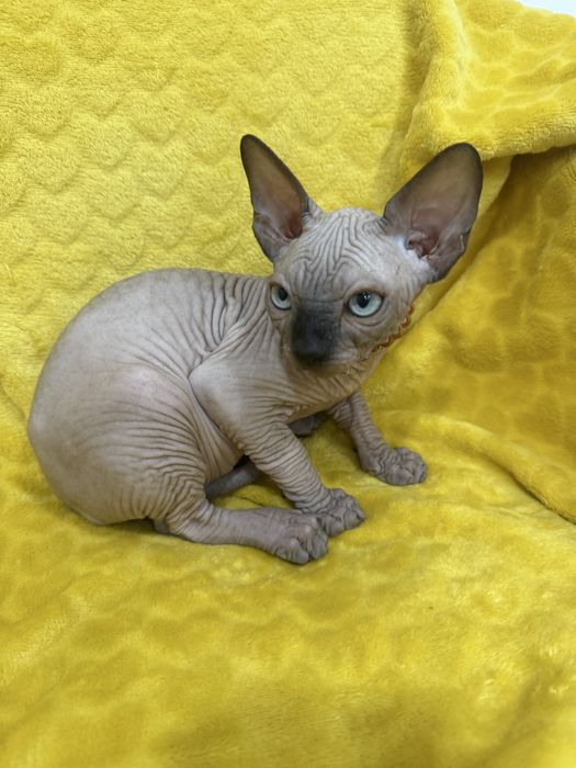 Gatinho sphynx canadiano