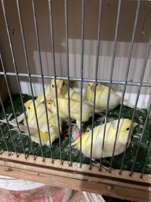 Kanarki Harceńskie samce i samice