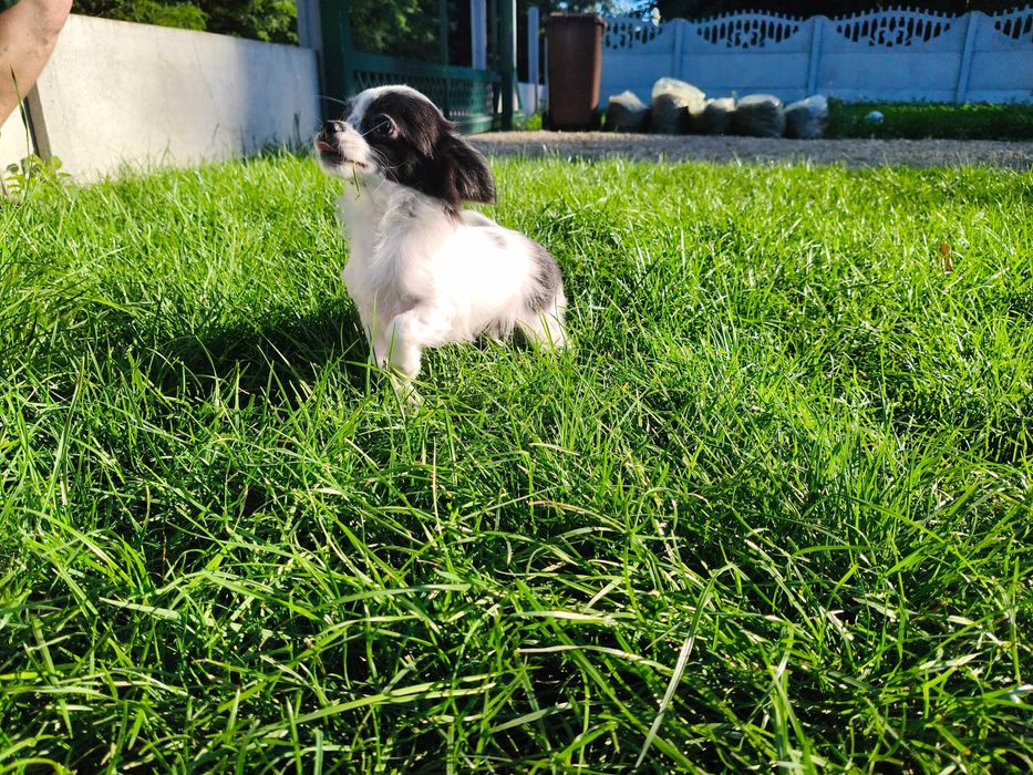 Chihuahua długowłosy chłopiec.