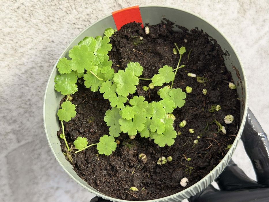 Hydrocotyle do terrarium