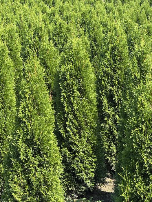 Gęsta Tuja Szmaragd 170-180cm Dostawa Sadzenie Producent