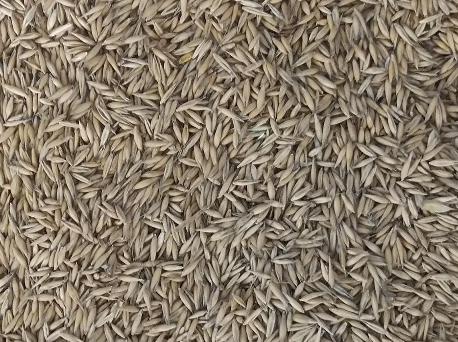 Owies ozimy Snowbird