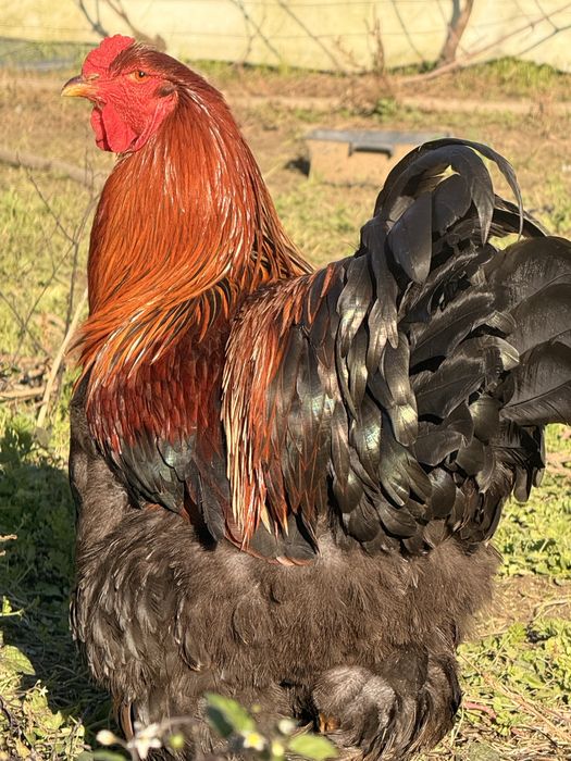 Casais Brahma perdiz