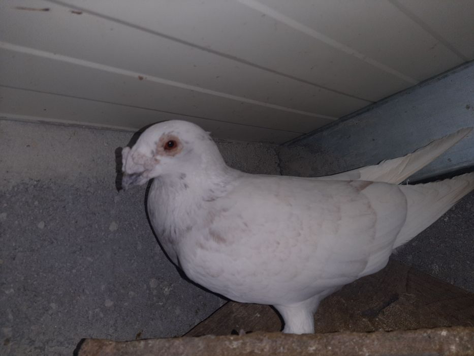 Pombos de linha antiga