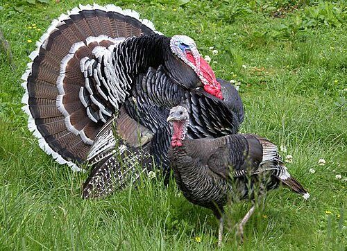 Indyki samce i samice