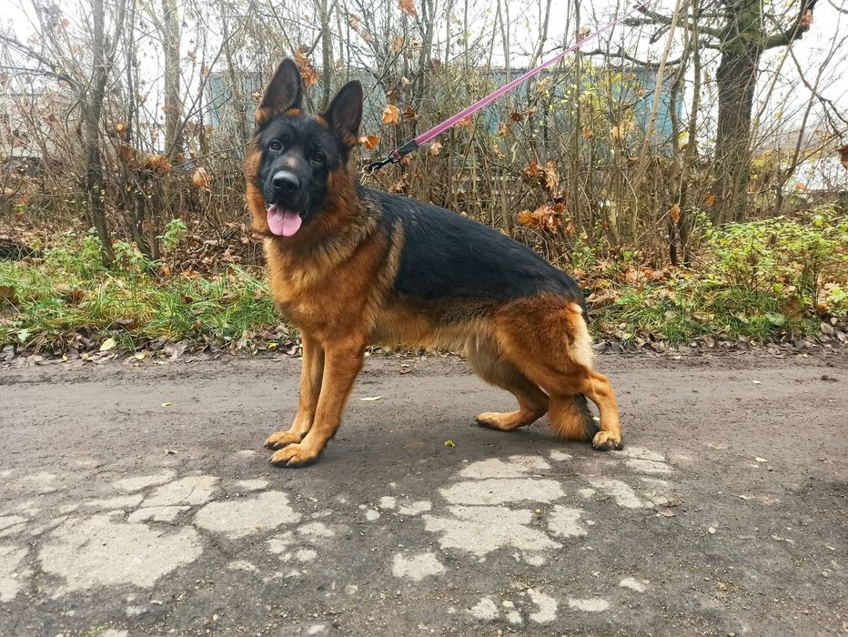 Племене  цуценя німецькоі вівчарки