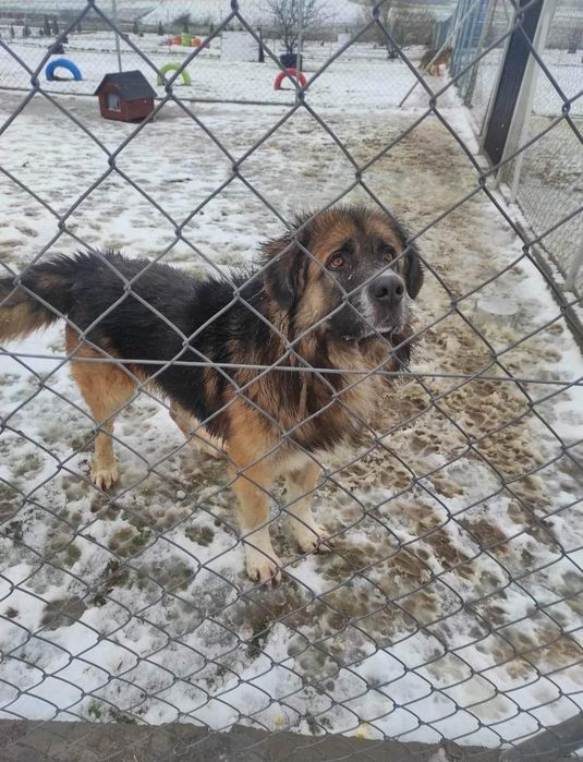 Wojtek do adopcji