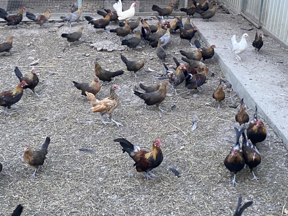 Karzełki holenderski parki kury ozdobne 2025 rok