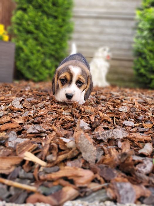 Beagle piękny suczka