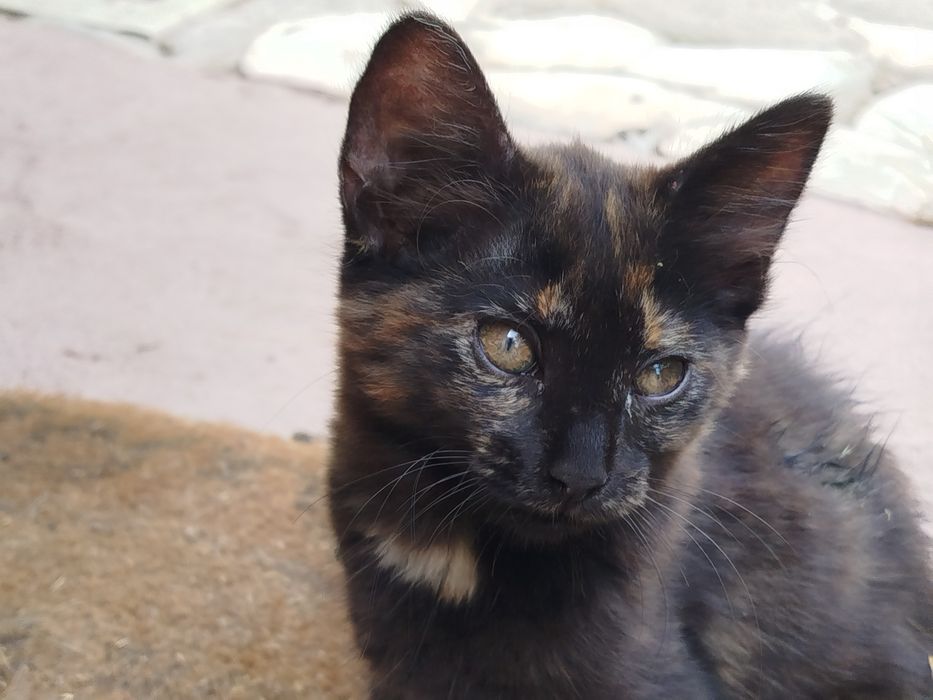 Gatinhos para doar