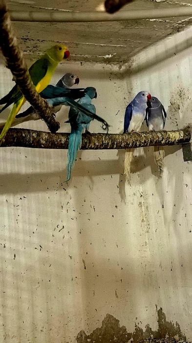 Aleksandretty Aleksandretta sprzedam