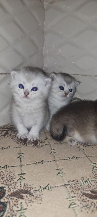 Кошенята британські срібна шиншила, вільно тільки срібло для броні