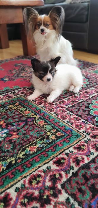 Suczka papilon spaniel kontynentalny pies