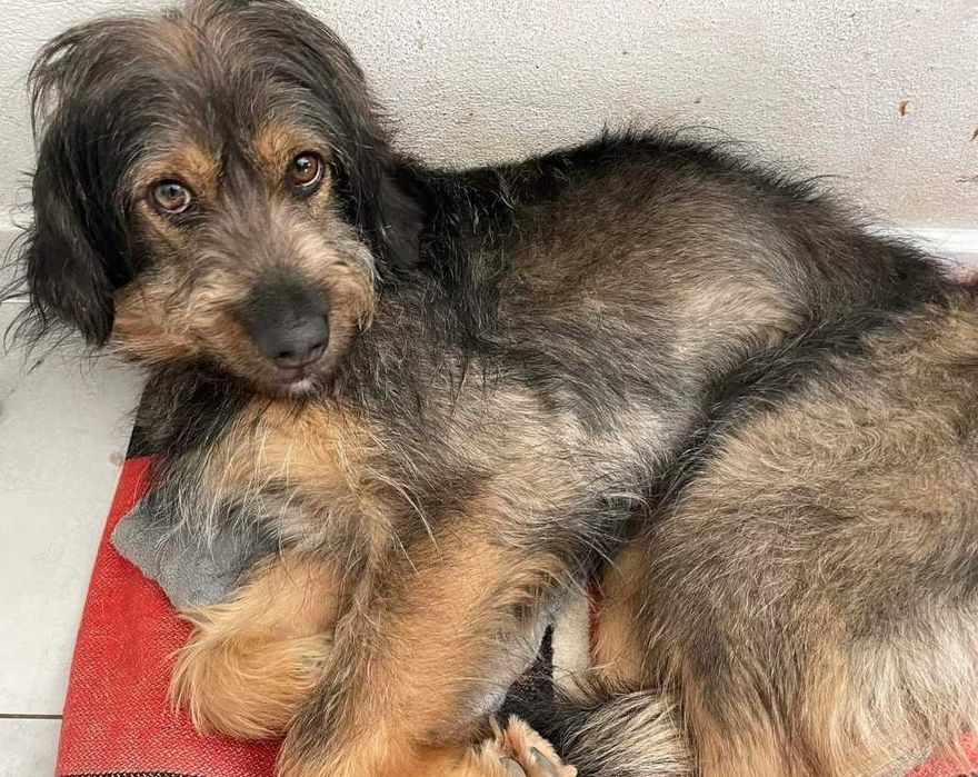 Cudowna Tosia szuka domu