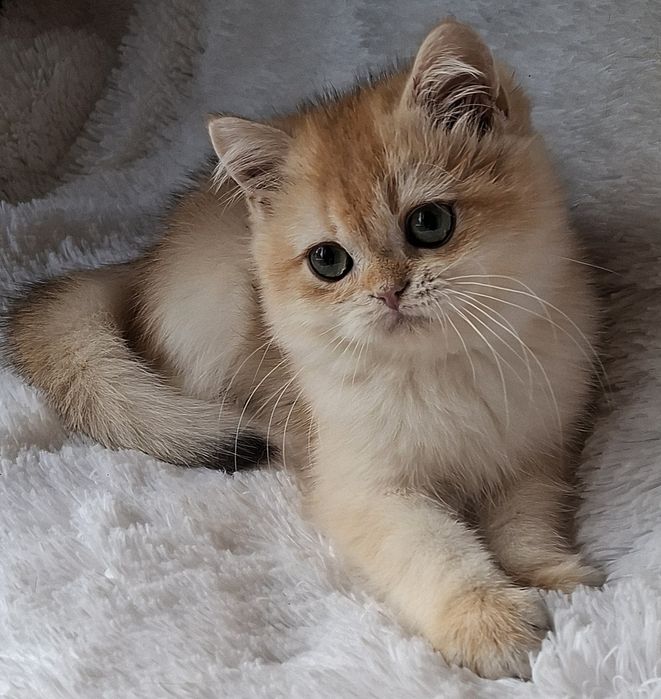 Продажа котят в домашние  любимцы