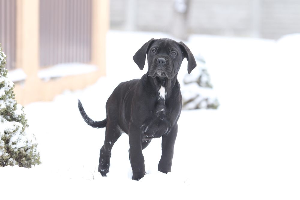 Шикарная черная девочка_Lamba