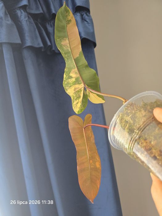 Philodendron  brown beauty variegata