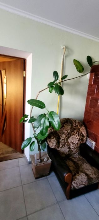 Фікус великий  .