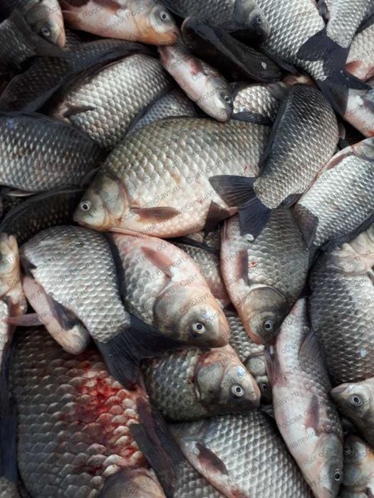Продаємо опт. свіжу рибу: товстолоб,тарань,лящ,карась,короп,чоп,судак,