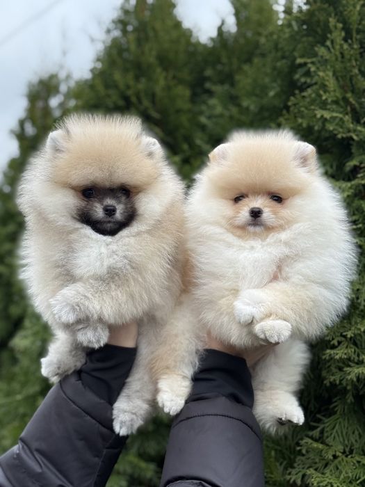 Хлопчик і дівчинка померанського шпіца