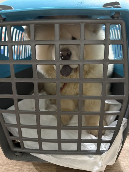 Перевозка животных