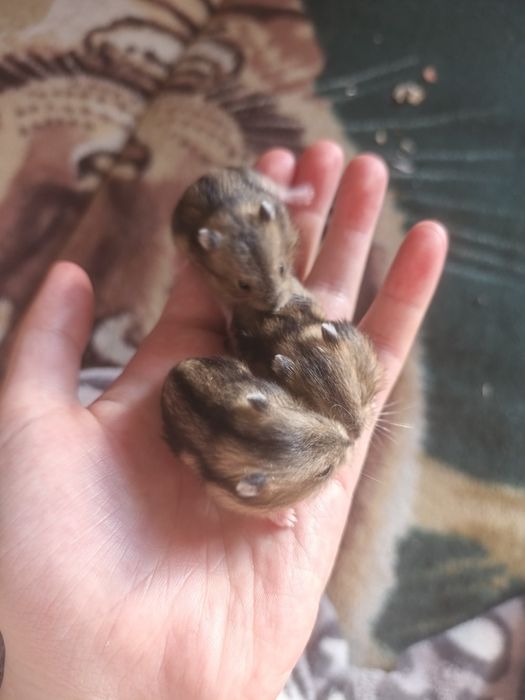 Продам джунгарских хомячат