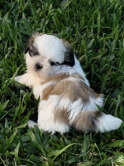 Shih-Tzu macho disponível