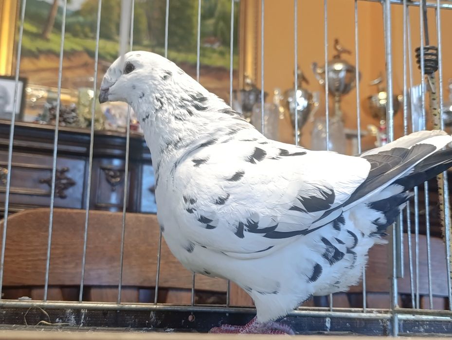 Giant Homer, wysyłam, gołębie ozdobne