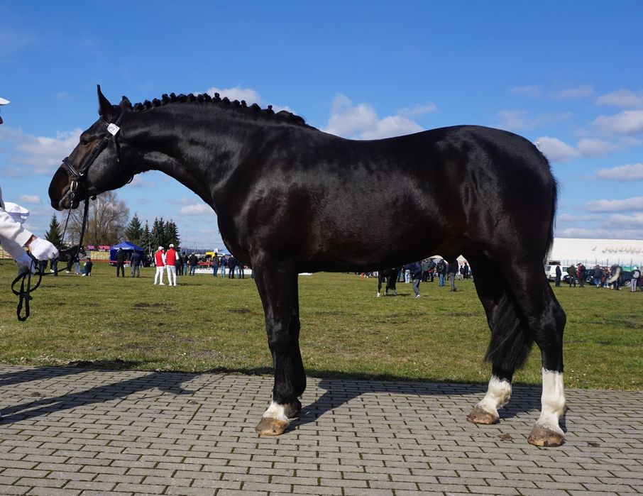ogier śląski z licencją Dantes ŁL