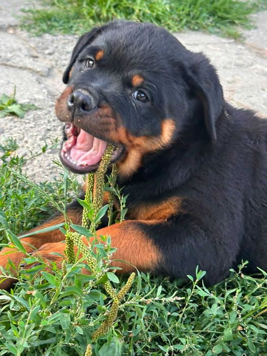 Rottweiler piękna sunia FCI