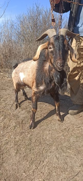 Продається цап Заао-нубійський