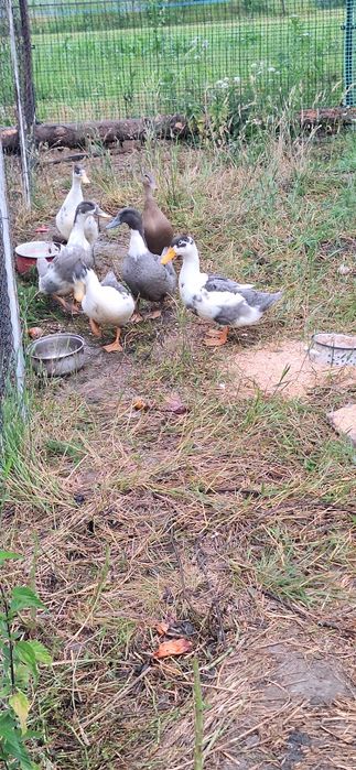 Kaczki Pekin Maximus Niebieskie