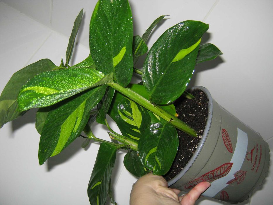 домашние калатея разные сорта