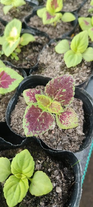 Sadzonki warzyw i kwiatów