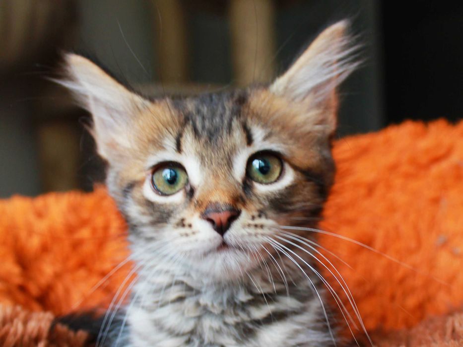 Маленька смугаста киця Тигруля чекає на тебе! Кошеня 3м (котенок)