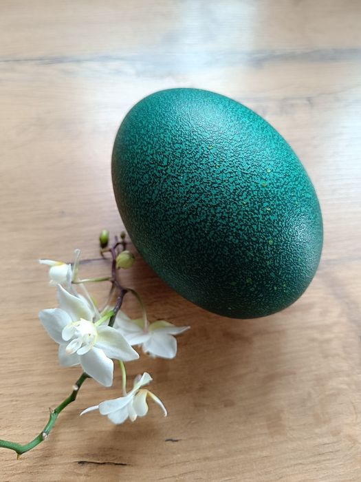 Jaja jajko strusia struś zielone strusie Emu