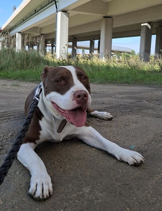 Zazu poleca sie do adopcji