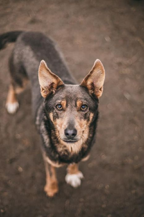 Отдам даром в добрые руки собаку метис овчарки