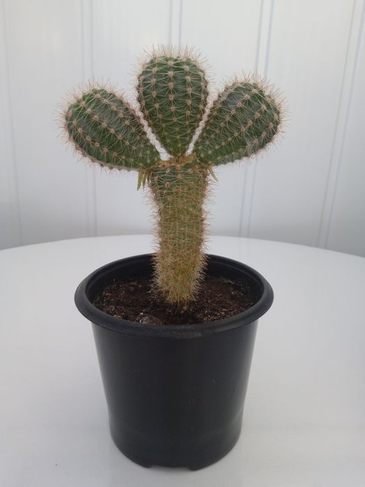 Продам кактусики