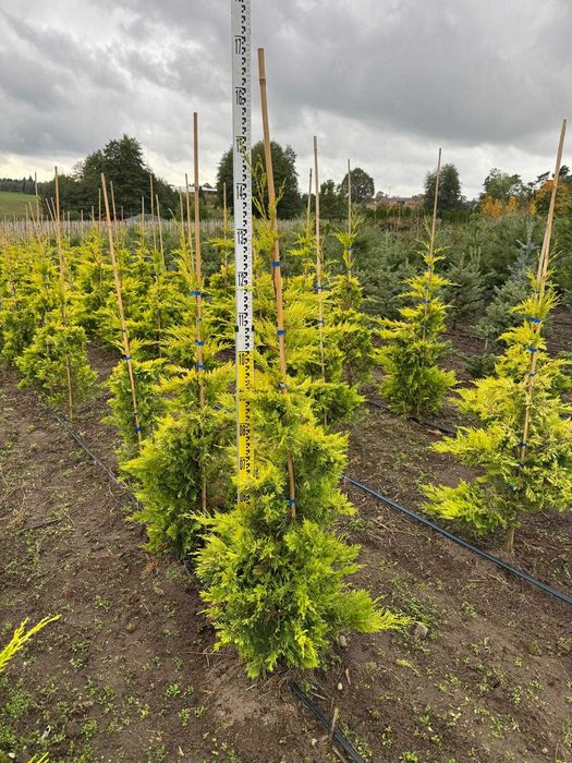 Cyprysowiec Leylanda Gold Rider 100-125 cm, 125-150 cm