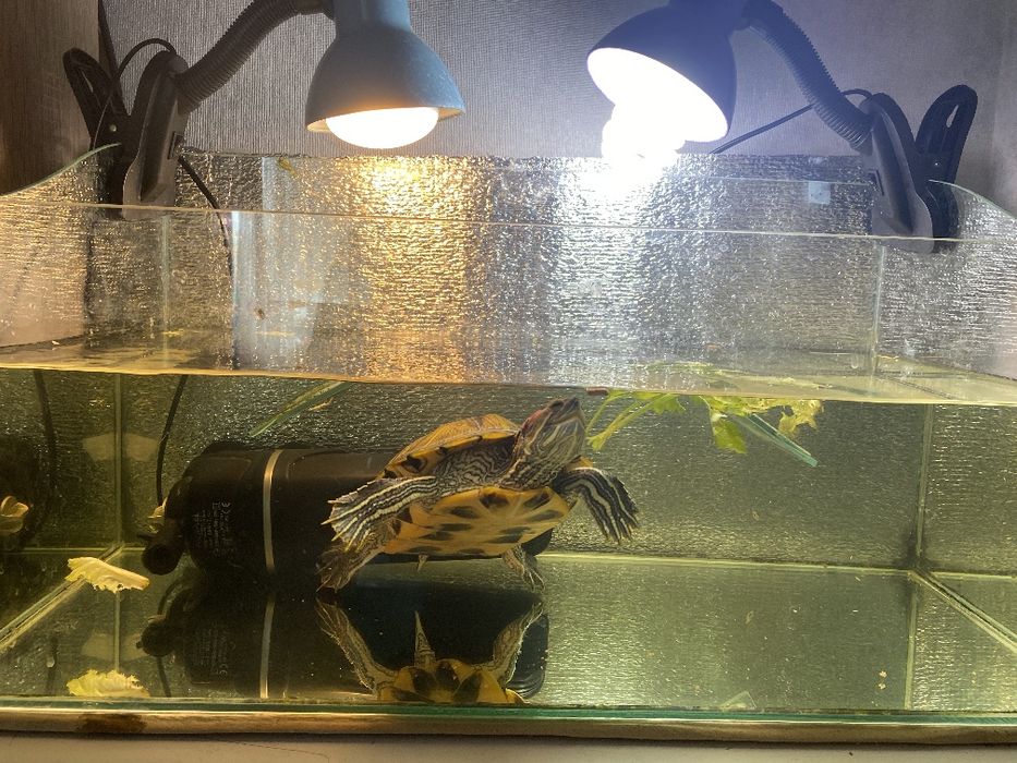 Черепашник Террариум  для черепахи 52л