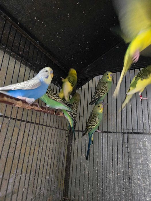 Papugi papuga falista samce samice, Standart