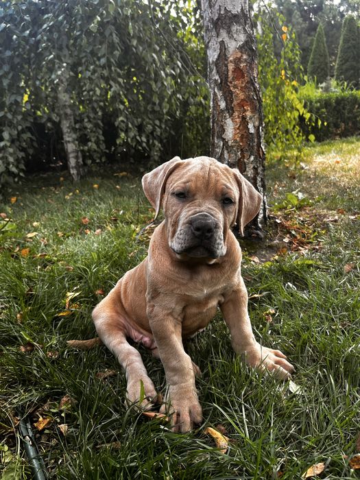 【中古】「未使用品」Bully american bully - Животные - OLX.ua
