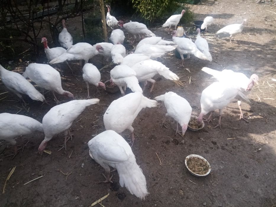 Продаю индюков белых (не бройлеры)