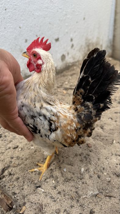 Galitos jovens seramas