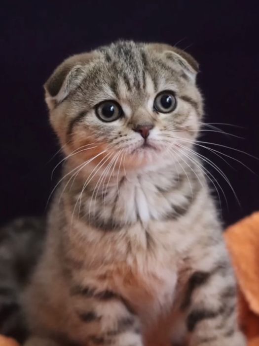 Чарівний хлопчик